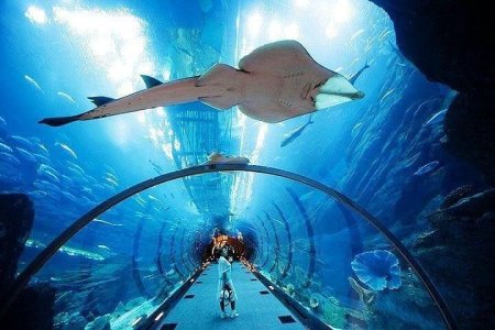 Dubai-Mall Aquarium