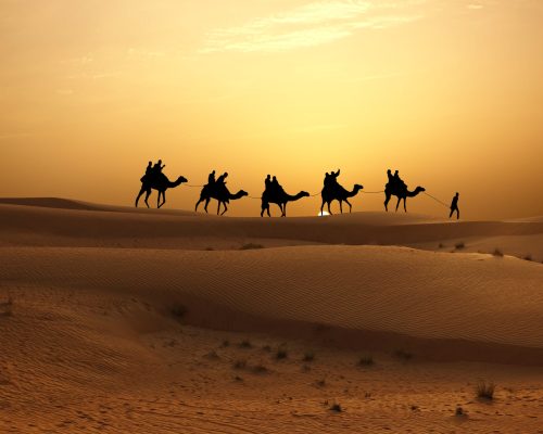 Sunset in desert with camel caravan silhouette on sand dunes